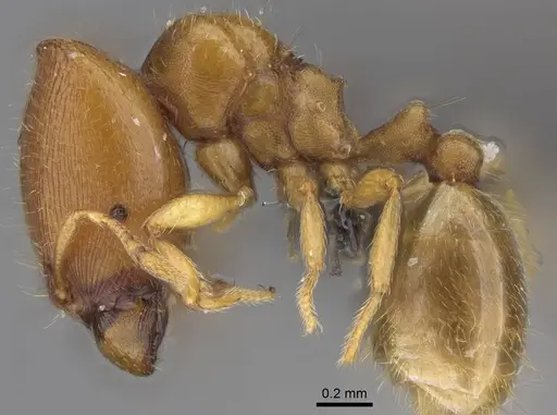 Carebara kabosy specimen CASENT0134488 image casent0134488_4