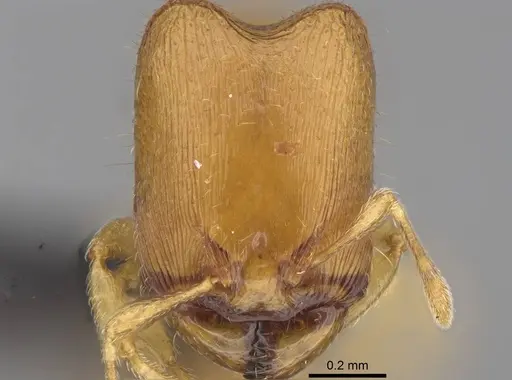 Carebara kabosy specimen CASENT0134489 image casent0134489_2