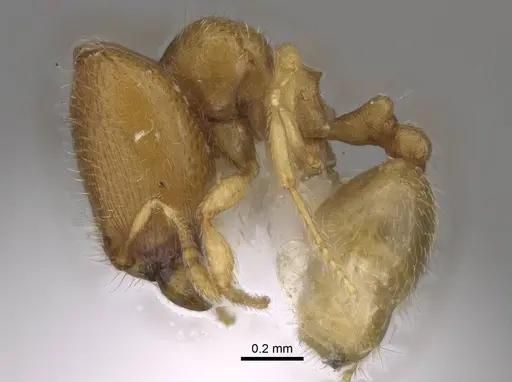 Carebara kabosy specimen CASENT0437723 image casent0437723_3