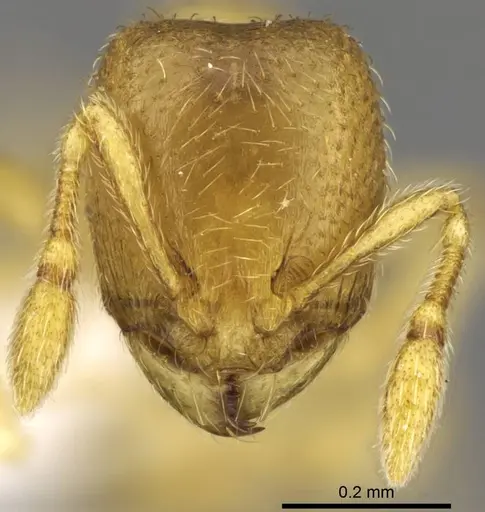 Carebara kabosy specimen CASENT0437739 image casent0437739_2