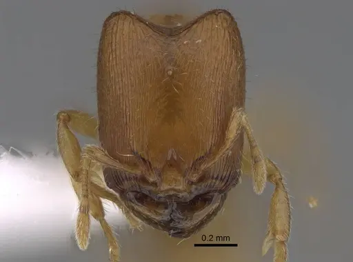 Carebara kabosy specimen CASENT0437999 image casent0437999_2