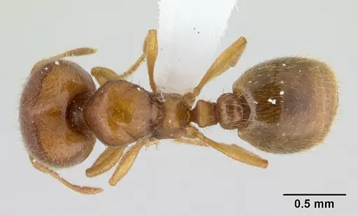 Carebara kabosy specimen CASENT0439952 image casent0439952_1