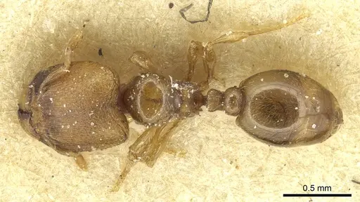 Carebara khamiensis specimen CASENT0913518 image casent0913518_1