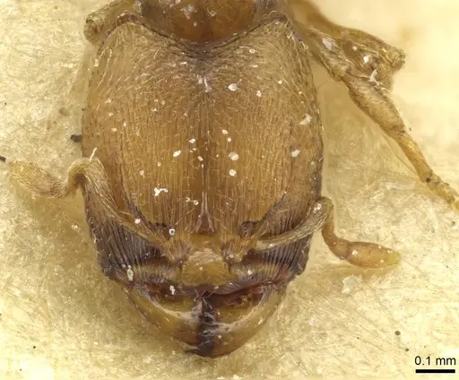 Carebara khamiensis specimen CASENT0913518 image casent0913518_2
