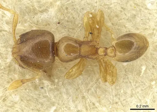 Carebara khamiensis specimen CASENT0913519 image casent0913519_1
