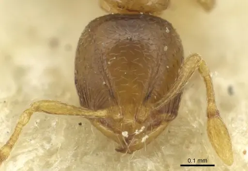 Carebara khamiensis specimen CASENT0913519 image casent0913519_2