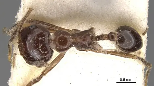 Carebara kunensis specimen CASENT0900739 image casent0900739_1