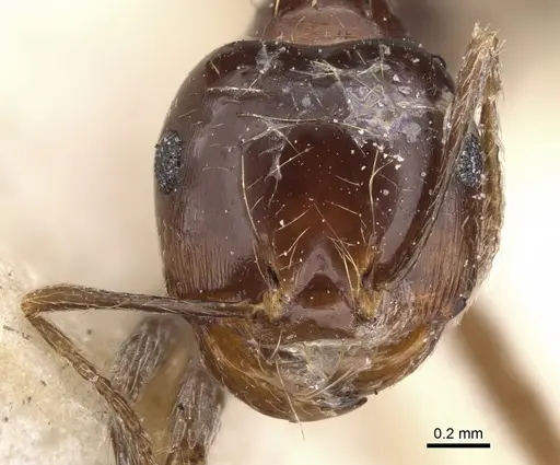 Carebara kunensis specimen CASENT0900739 image casent0900739_2