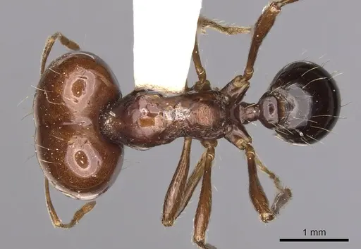 Carebara kunensis specimen CASENT0900740 image casent0900740_1