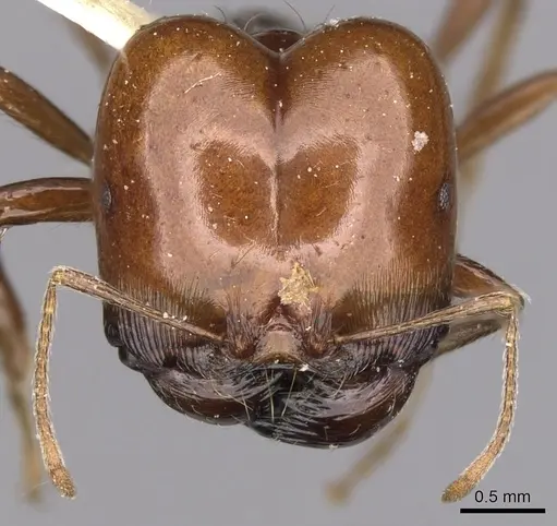 Carebara kunensis specimen CASENT0900740 image casent0900740_2