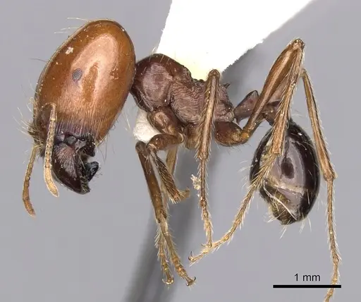 Carebara kunensis specimen CASENT0900740 image casent0900740_3