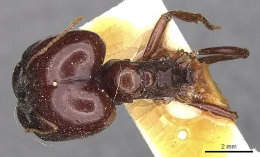 Carebara kunensis specimen CASENT0900741 image casent0900741_1