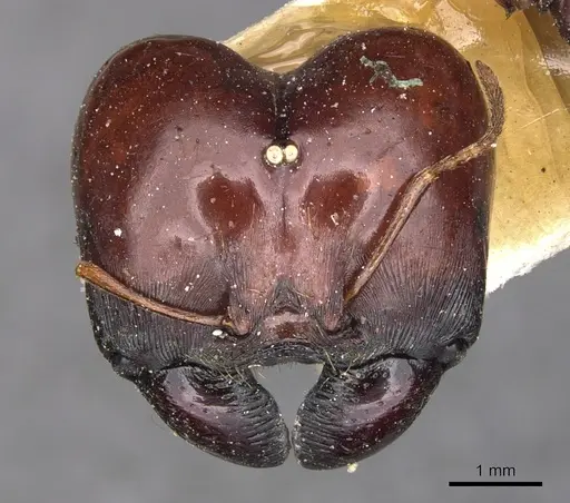 Carebara kunensis specimen CASENT0900741 image casent0900741_2