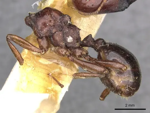 Carebara kunensis specimen CASENT0900741 image casent0900741_3