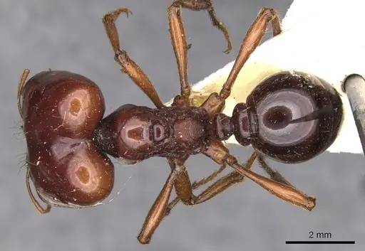 Carebara kunensis specimen CASENT0900742 image casent0900742_1