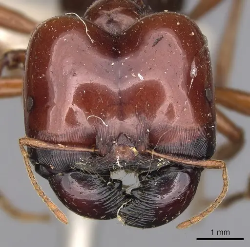 Carebara kunensis specimen CASENT0900742 image casent0900742_2