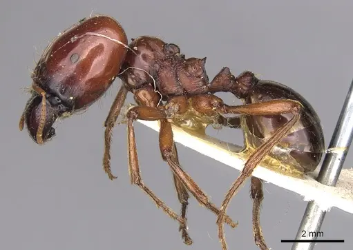 Carebara kunensis specimen CASENT0900742 image casent0900742_3