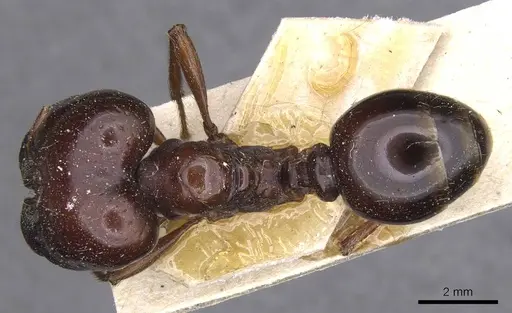 Carebara kunensis specimen CASENT0913535 image casent0913535_1