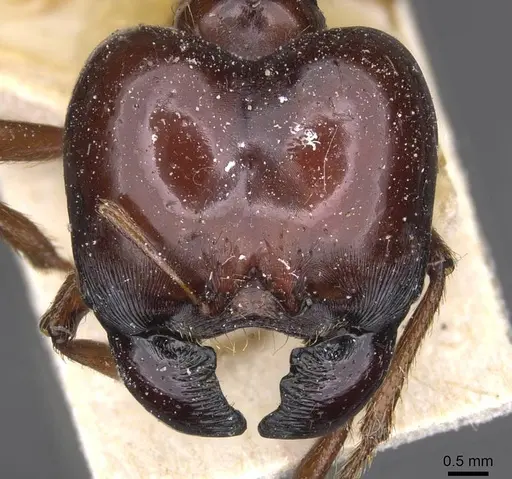 Carebara kunensis specimen CASENT0913535 image casent0913535_2