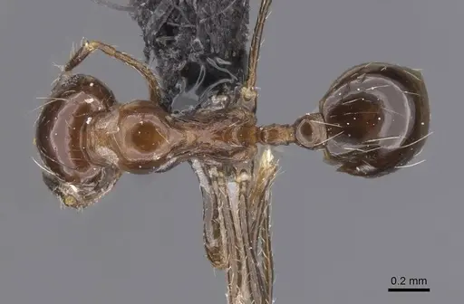 Carebara kunensis specimen CASENT0913536 image casent0913536_1