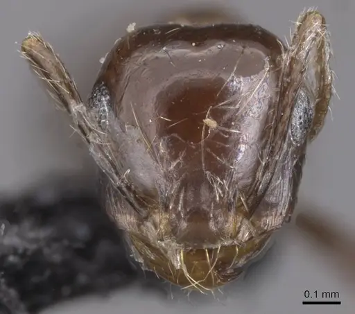 Carebara kunensis specimen CASENT0913536 image casent0913536_2