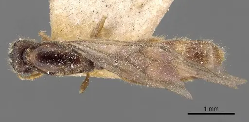 Carebara lamellifrons specimen CASENT0908890 image casent0908890_1