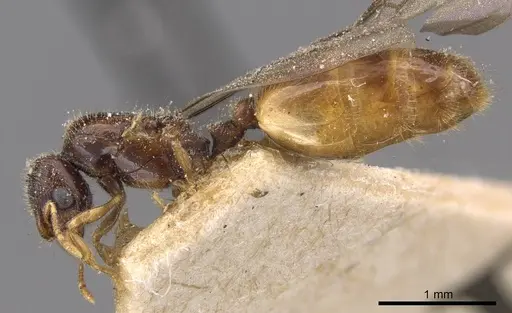 Carebara lamellifrons specimen CASENT0908890 image casent0908890_3