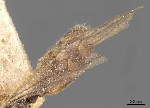 Carebara lamellifrons specimen CASENT0908890 image casent0908890_4