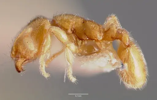 Carebara langi specimen CASENT0003192 image casent0003192_3