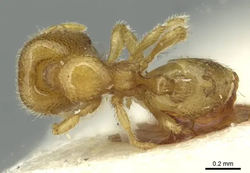 Carebara latro specimen CASENT0913509 image casent0913509_1