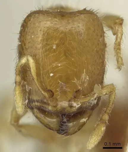 Carebara latro specimen CASENT0913509 image casent0913509_2