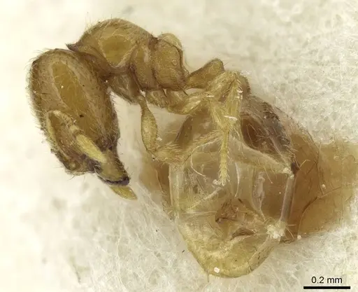 Carebara latro specimen CASENT0913509 image casent0913509_3