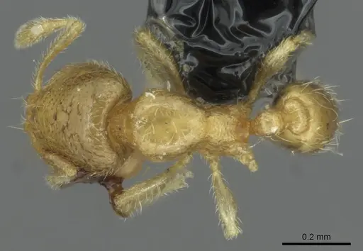 Carebara latro specimen CASENT0913510 image casent0913510_1