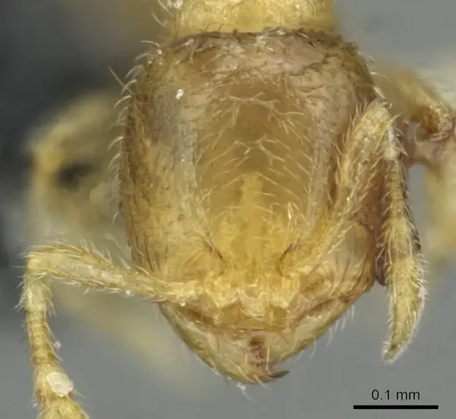 Carebara latro specimen CASENT0913510 image casent0913510_2