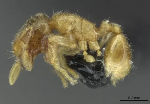 Carebara latro specimen CASENT0913510 image casent0913510_3