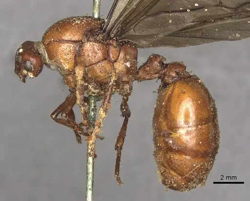 Carebara lignata specimen CASENT0901965 image casent0901965_3