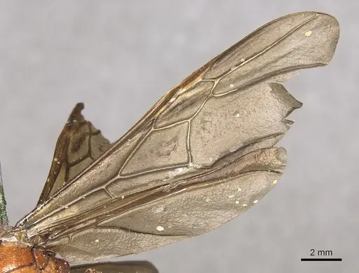 Carebara lignata specimen CASENT0901965 image casent0901965_4