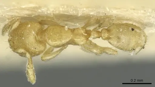 Carebara longiceps specimen CASENT0913511 image casent0913511_1