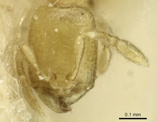 Carebara longiceps specimen CASENT0913511 image casent0913511_2