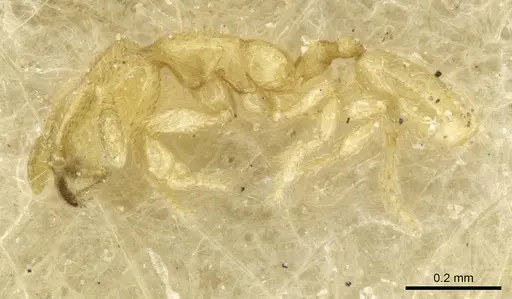 Carebara longiceps specimen CASENT0913511 image casent0913511_3