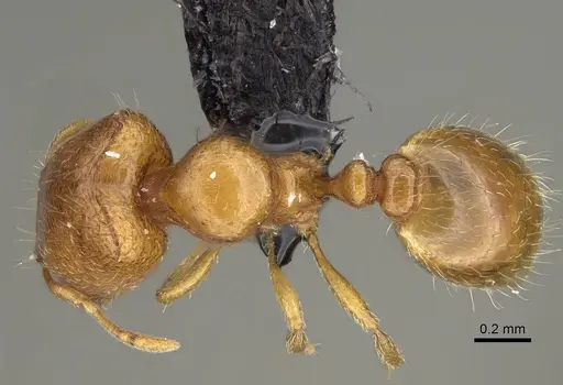 Carebara lova specimen CASENT0023455 image casent0023455_1