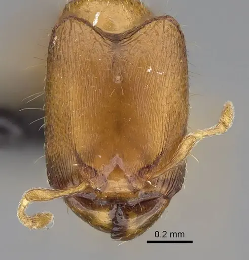 Carebara lova specimen CASENT0023455 image casent0023455_2