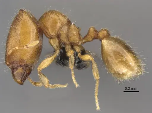 Carebara lova specimen CASENT0023455 image casent0023455_3
