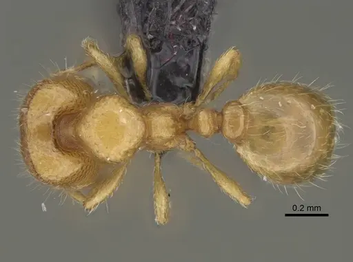 Carebara lova specimen CASENT0036014 image casent0036014_1