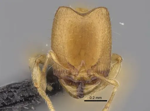 Carebara lova specimen CASENT0036014 image casent0036014_2
