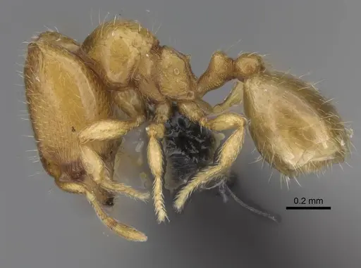Carebara lova specimen CASENT0036014 image casent0036014_3