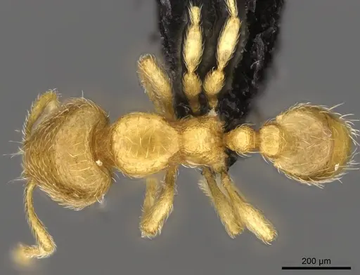 Carebara lova specimen CASENT0468562 image casent0468562_1