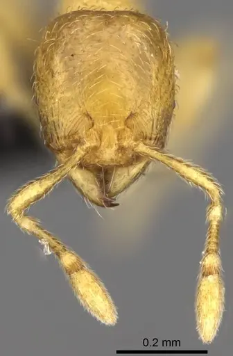 Carebara lova specimen CASENT0468562 image casent0468562_2