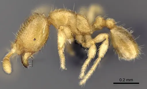 Carebara lova specimen CASENT0468562 image casent0468562_3