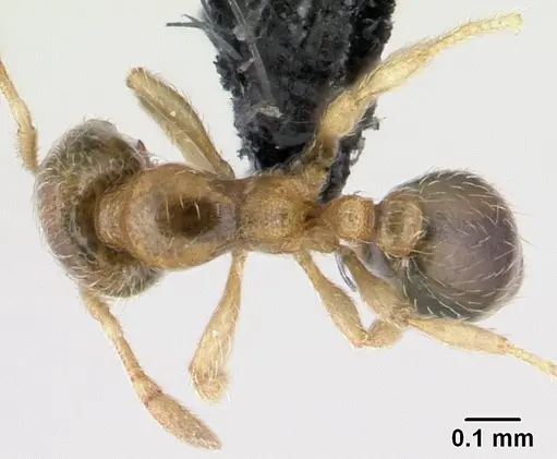 Carebara lova specimen CASENT0468629 image casent0468629_1